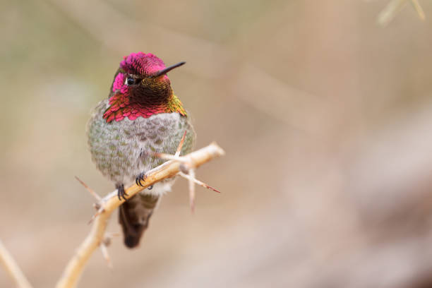 Anna's Hummingbird Its feather refract light just like a rainbow. anza borrego desert state park stock pictures, royalty-free photos & images