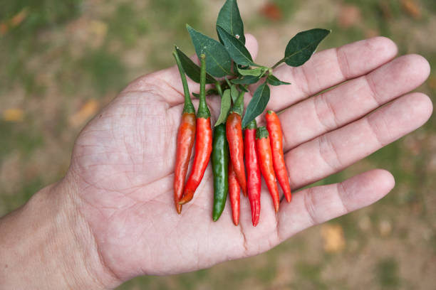 istock Hot and spicy Red Chilli on human  hand,fresh red chili Pepper. 871489520