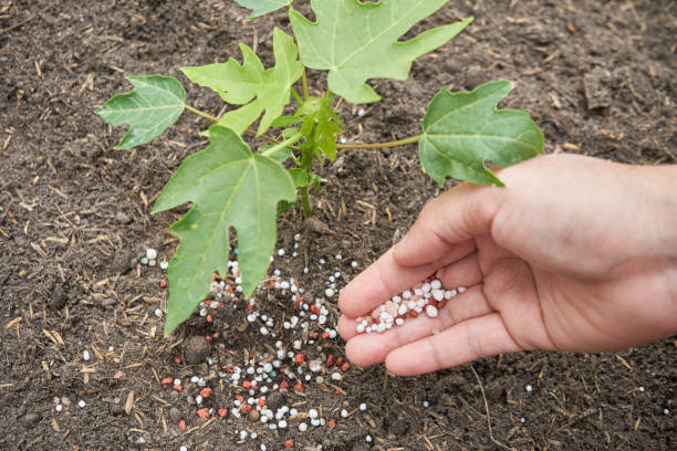 nawóz na rękę rolnika - fertilizer nitrogen potassium particle zdjęcia i obrazy z banku zdjęć