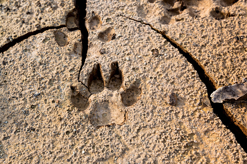 Dog footprints at the cracked ground. Animal footmarks in dried land. Outdoor at the daytime. Nature background. Vignette style.