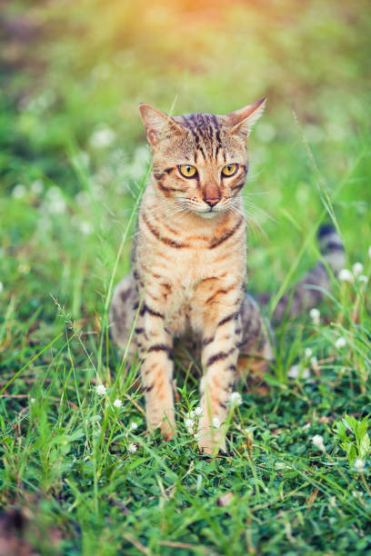 istock Pretty bengal cat sitting on green grass and looking aside at park. 871489748