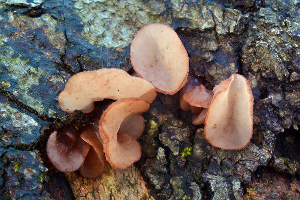 istock Ascocoryne cylichnium fungus 871491274