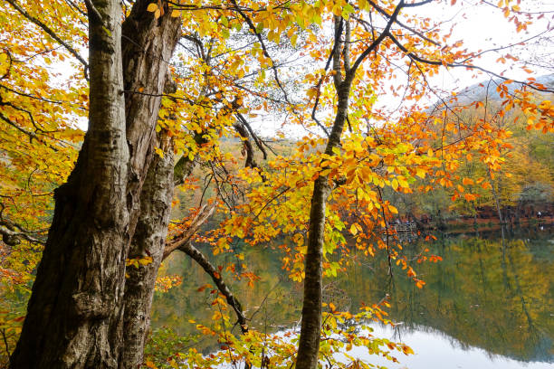 istock Autumn, forest, colorful leaves and waterfall, stream, lake views 871499166