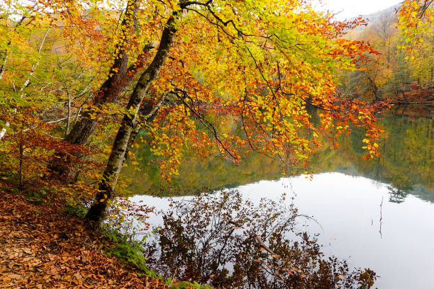 istock Autumn, forest, colorful leaves and waterfall, stream, lake views 871499190