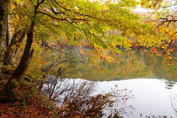 istock Autumn, forest, colorful leaves and waterfall, stream, lake views 871499224