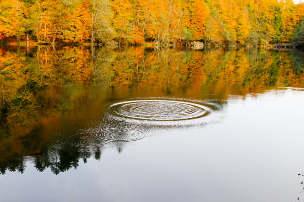 istock Autumn, forest, colorful leaves and waterfall, stream, lake views 871499242