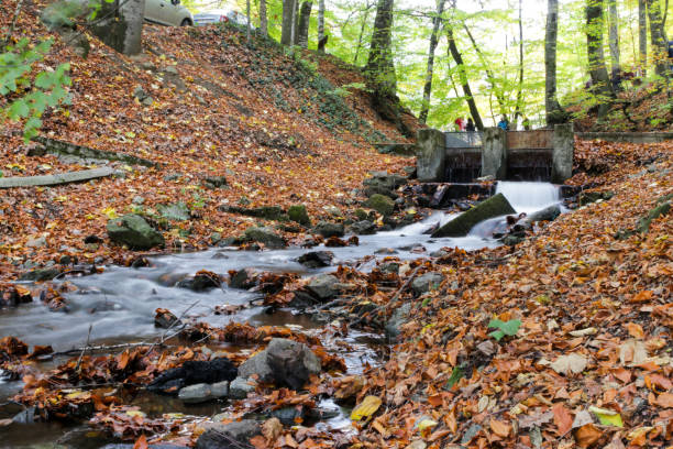 istock Autumn, forest, colorful leaves and waterfall, stream, lake views 871499412