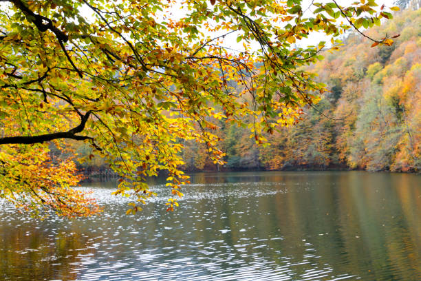 istock Autumn, forest, colorful leaves and waterfall, stream, lake views 871500400