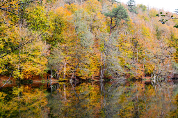 istock Autumn, forest, colorful leaves and waterfall, stream, lake views 871501614