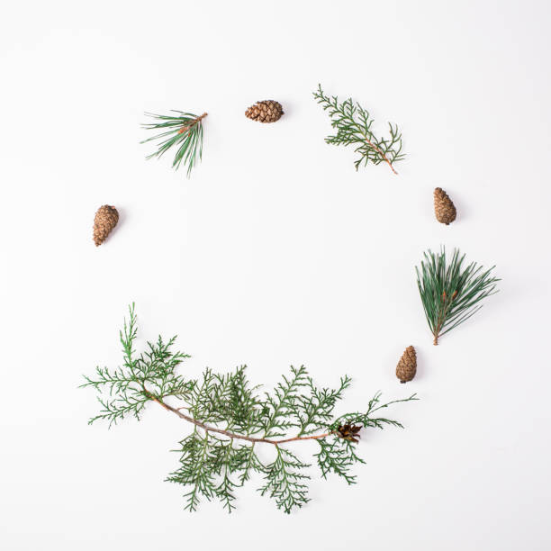 istock Pine branch with cone on a white background for Christmas decorations 871501666