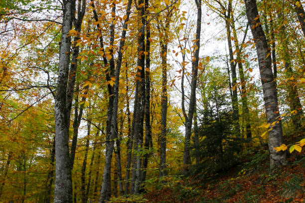 istock Autumn, forest, colorful leaves and waterfall, stream, lake views 871501734