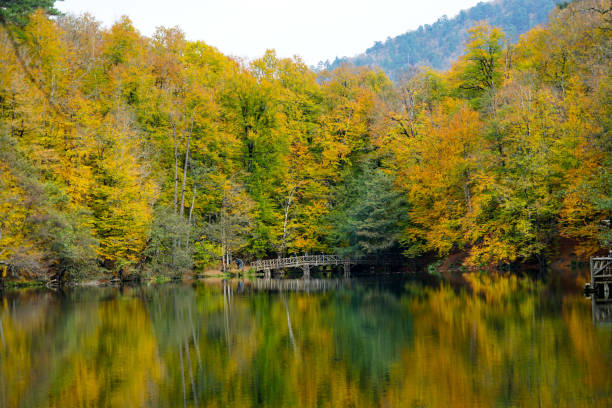 istock Autumn, forest, colorful leaves and waterfall, stream, lake views 871501918