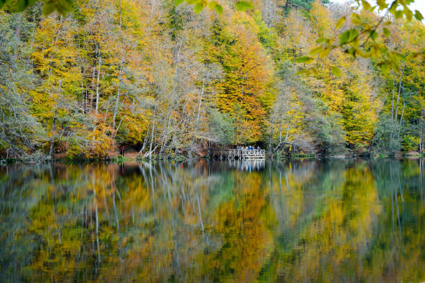 istock Autumn, forest, colorful leaves and waterfall, stream, lake views 871502002