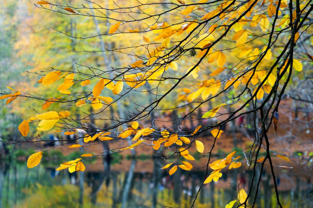 istock Autumn, forest, colorful leaves and waterfall, stream, lake views 871502130