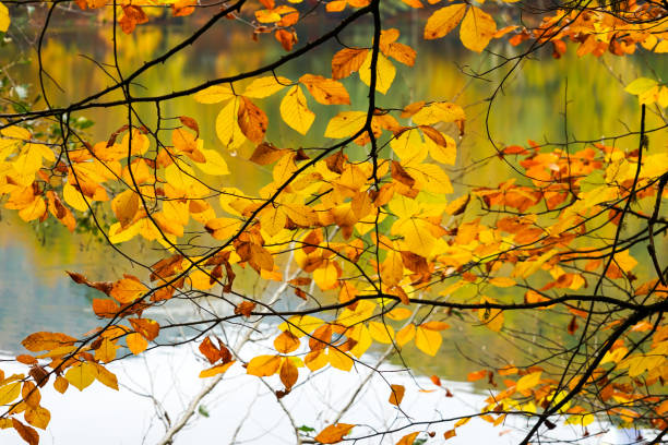 istock Autumn, forest, colorful leaves and waterfall, stream, lake views 871502200