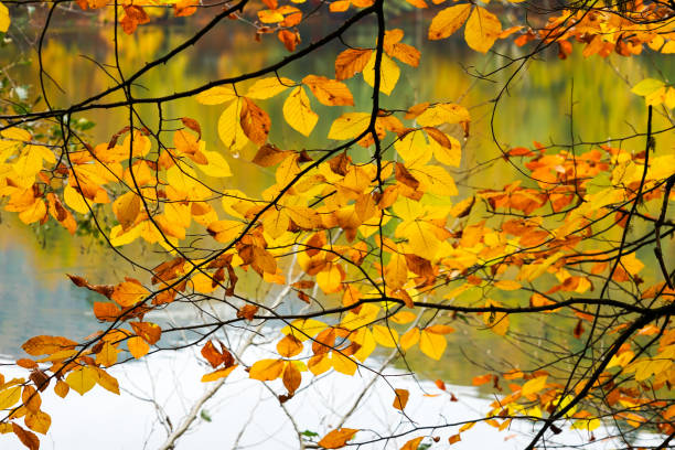 istock Autumn, forest, colorful leaves and waterfall, stream, lake views 871502236