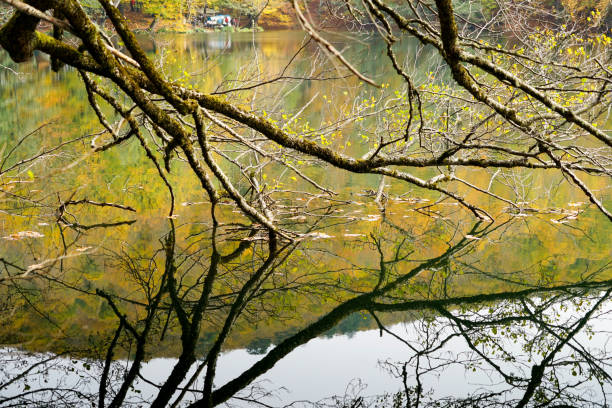 istock Autumn, forest, colorful leaves and waterfall, stream, lake views 871502352