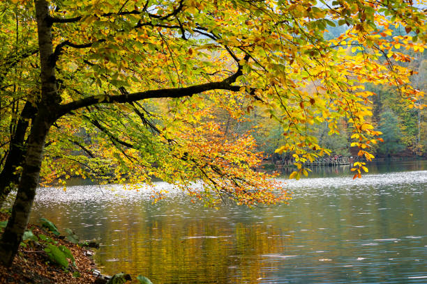 istock Autumn, forest, colorful leaves and waterfall, stream, lake views 871502580