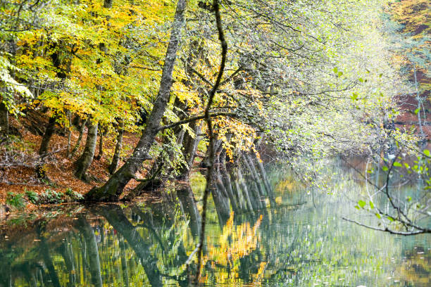istock Autumn, forest, colorful leaves and waterfall, stream, lake views 871504856