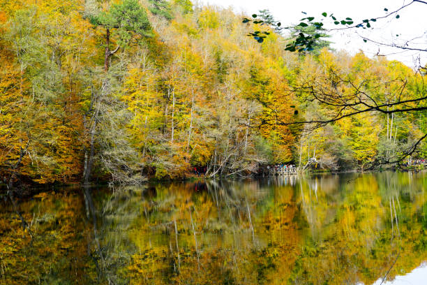 istock Autumn, forest, colorful leaves and waterfall, stream, lake views 871504902