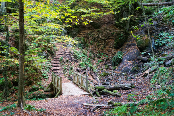 istock Autumn, forest, colorful leaves and waterfall, stream, lake views 871504914