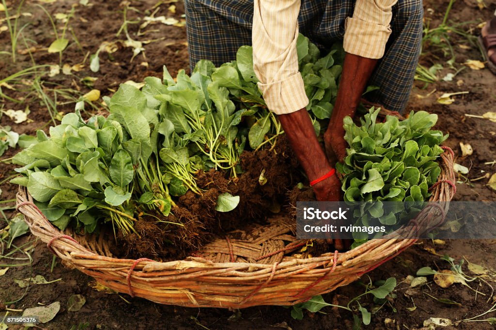 Putting cauliflower plants in the basket Farmer putting the sprouts of cauliflower crop in the basket. India Stock Photo