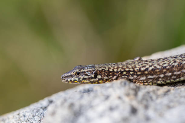 istock side view european wall lizard (podarcis muralis) lying on granite rock 871505846