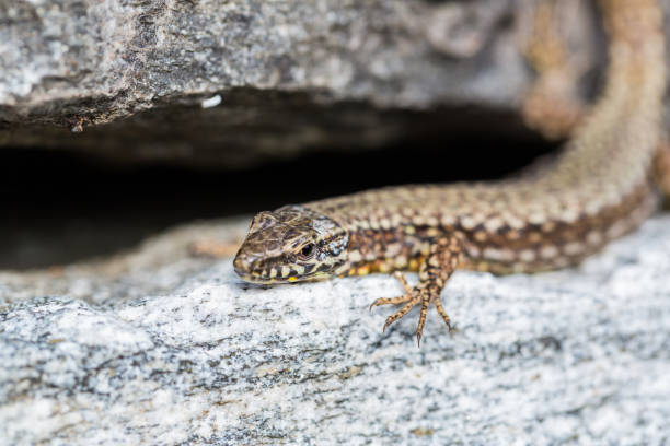 istock portrait european wall lizard (podarcis muralis) lying on granite rock 871506072
