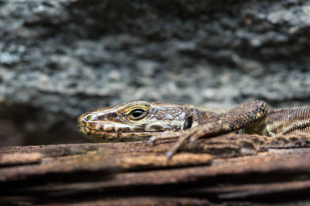 istock portrait european wall lizard (Podarcis muralis) lying on wood piece 871506188