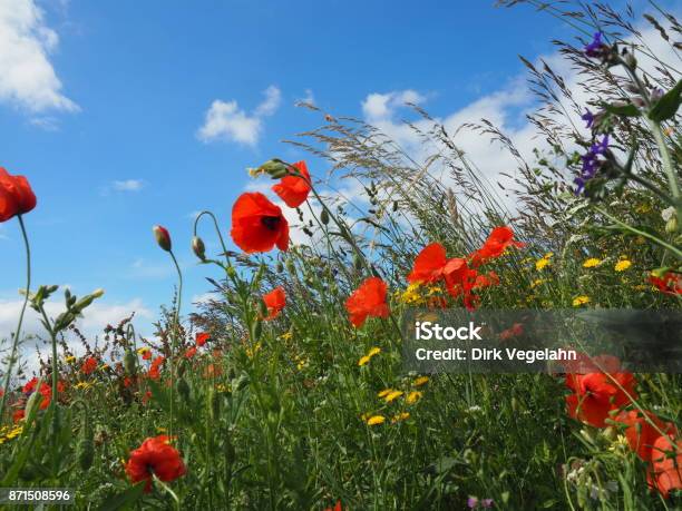 Wildblumenwiese Stock Photo - Download Image Now - Biodiversity, Copy Space, Germany