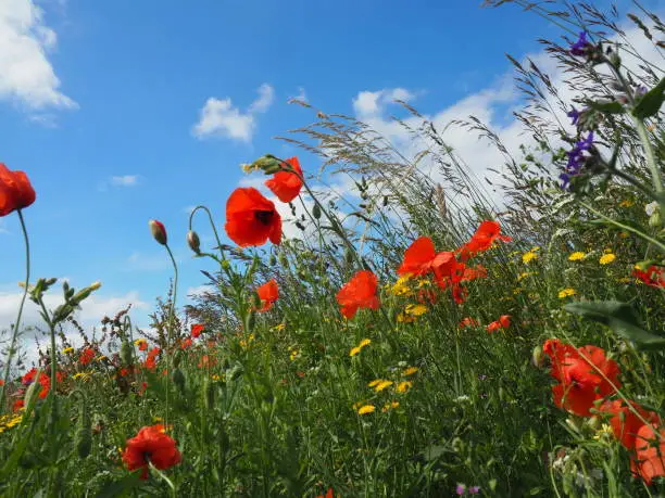 Close-up of a species-rich wildflower meadow with poppies.