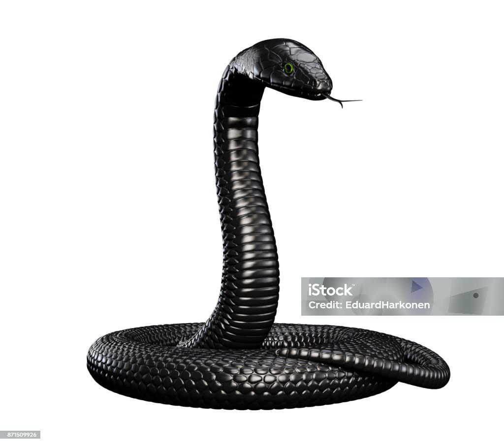 Serpiente negra aislado - Foto de stock de Serpiente libre de derechos