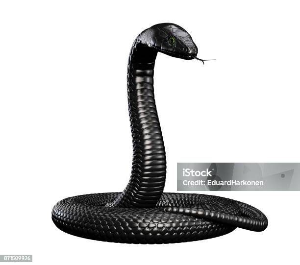 Photo libre de droit de Serpent Noir Isolé banque d'images et plus d'images libres de droit de Serpent - Serpent, Couleur noire, Être debout