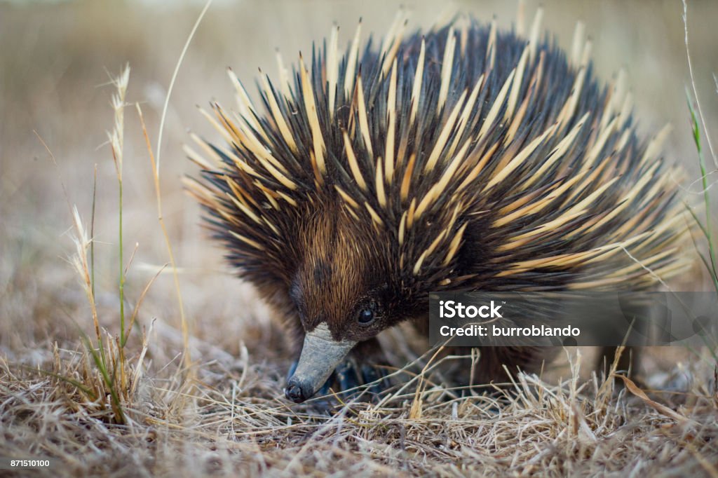 Australian native spiny ant eater echidna close up on face This interesting little monotreme is native to Australia and this one in particular was shot in New South Wales in the Southern Tablelands. Echidna Stock Photo