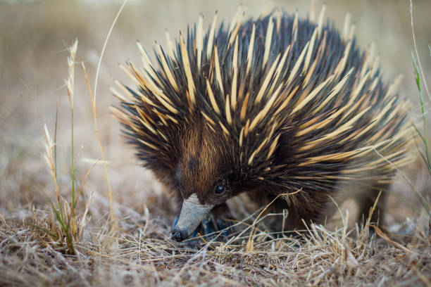 Australian native spiny ant eater echidna close up on face This interesting little monotreme is native to Australia and this one in particular was shot in New South Wales in the Southern Tablelands. porcupine hedgehog rodent animal stock pictures, royalty-free photos & images