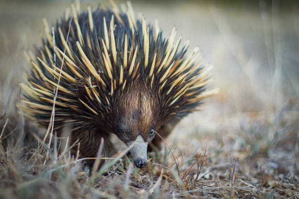 istock Australian native spiny ant eater echidna close up on face 871510108