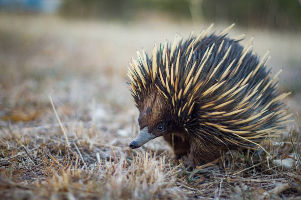 istock Australian native spiny ant eater echidna close up on face 871510122