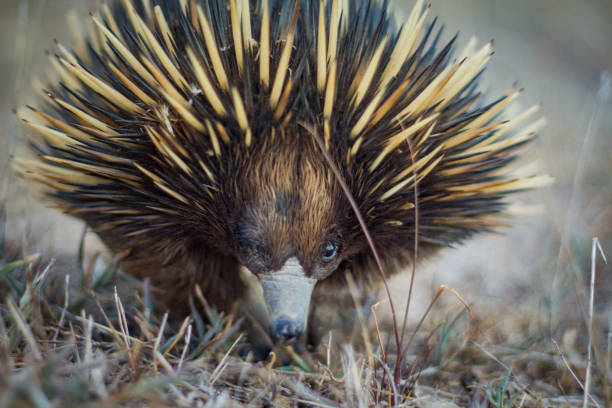 istock Australian native spiny ant eater echidna close up on face 871510128