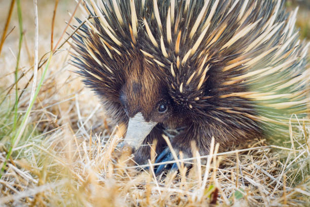 istock Australian native spiny ant eater echidna close up on face 871510134