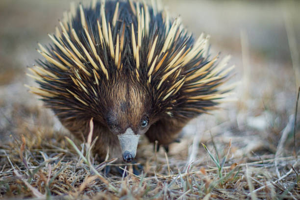 istock Australian native spiny ant eater echidna close up on face 871510136