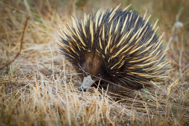 istock Australian native spiny ant eater echidna close up on face 871510146