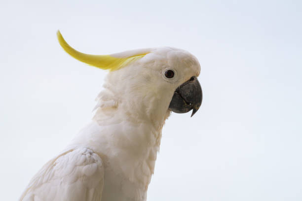 istock Close up to a Cockatoo showing white feathers and crest 871512992