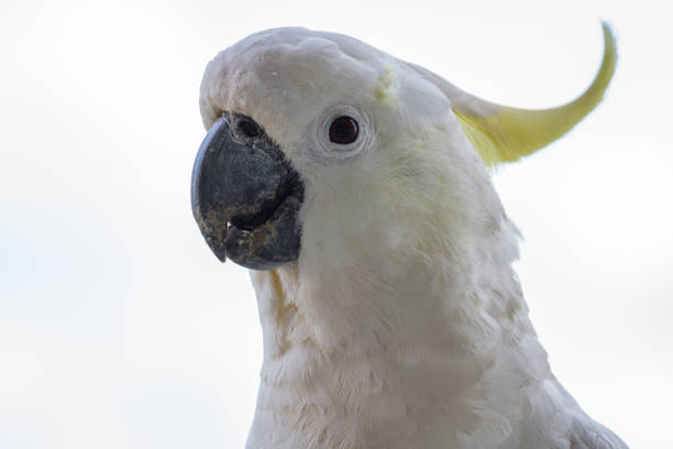 istock Close up to a Cockatoo showing white feathers and crest 871512998