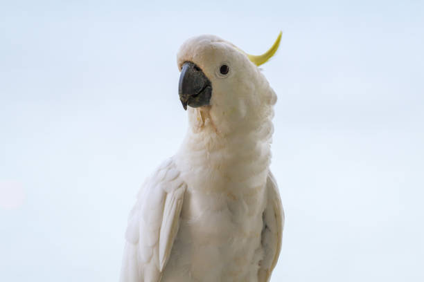 istock Close up to a Cockatoo showing white feathers and crest 871513002