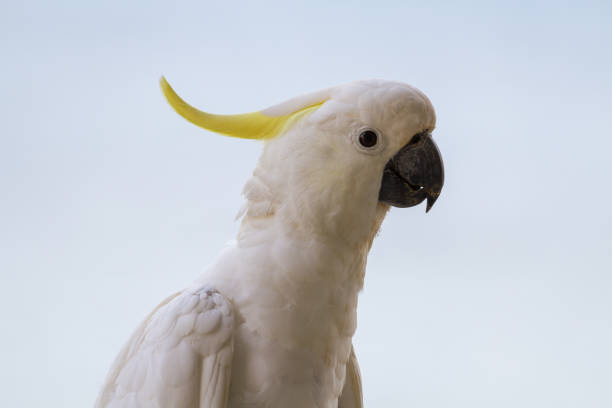 istock Close up to a Cockatoo showing white feathers and crest 871513004