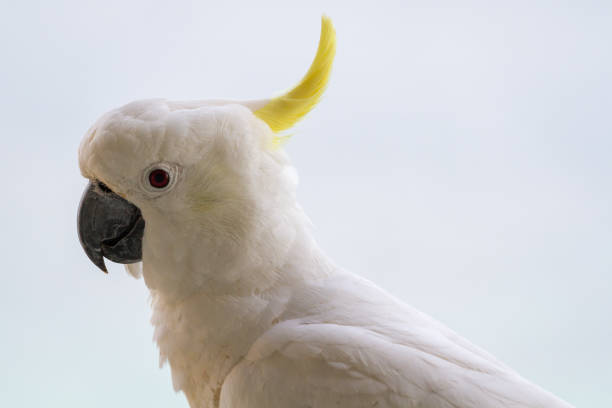 istock Close up to a Cockatoo showing white feathers and crest 871513008