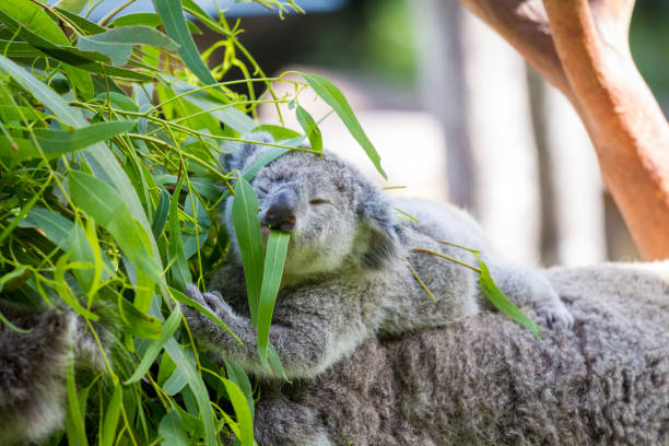 joey de bebê coala fofo monta as costas da mãe está comendo folhas - koala bear animals in the wild perching - fotografias e filmes do acervo