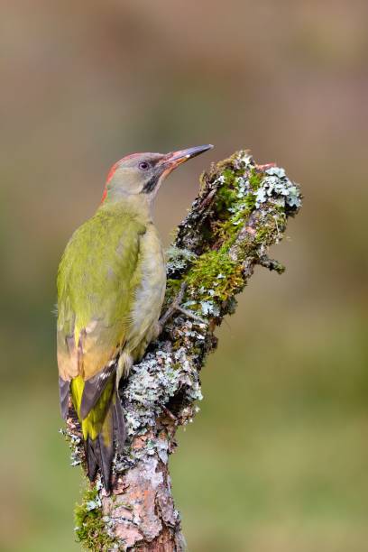 istock European green woodpecker 871516658