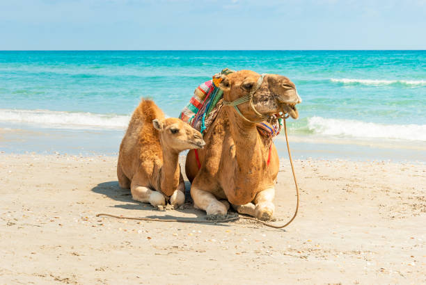 Two Camels Sitting on the Beach Two Camels Sitting on the Beach during a Tropical Day tunisia beach stock pictures, royalty-free photos & images