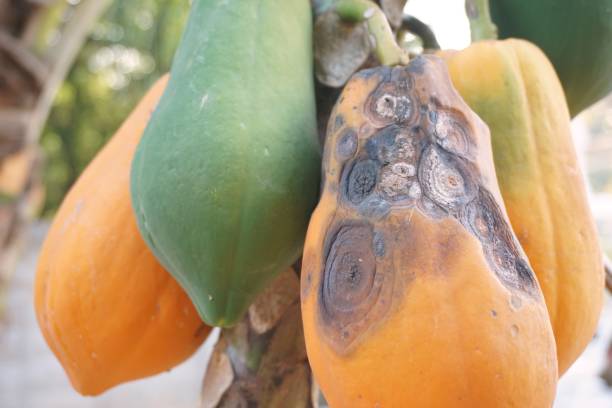 anthraknose in papaya frucht - colletotrichum stock-fotos und bilder